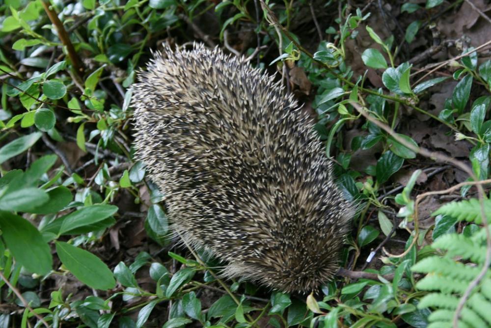 Hedgehog Nature Animal Hedgehog Nature Animal