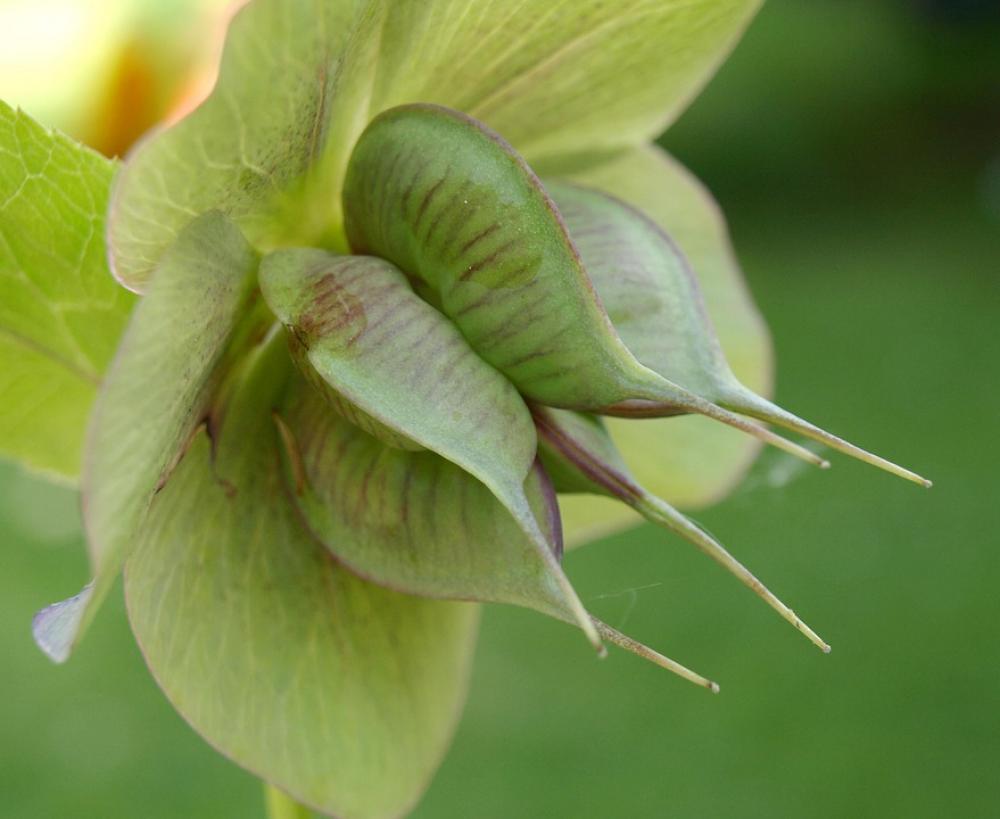 Hellebore Blossom Bloom Pods Plant Green Hellebore Blossom Bloom Pods Plant Green