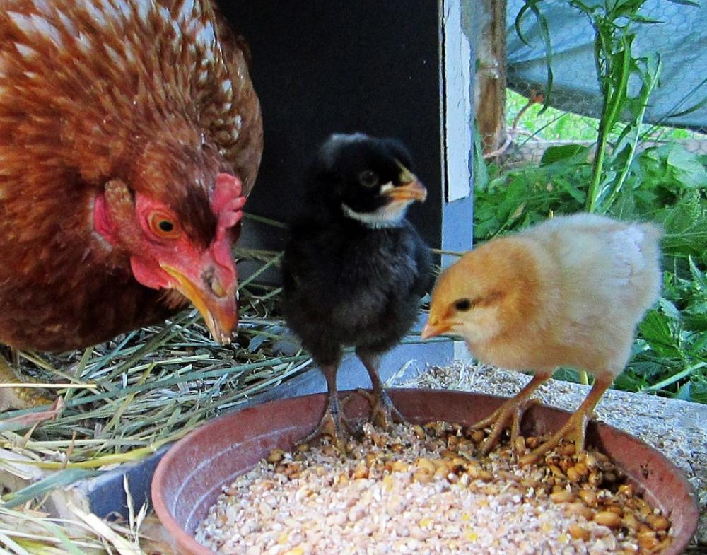 Hen Chick Animals Chickens Poultry Chicks And Hens Hen Chick Animals Chickens Poultry Chicks And Hens