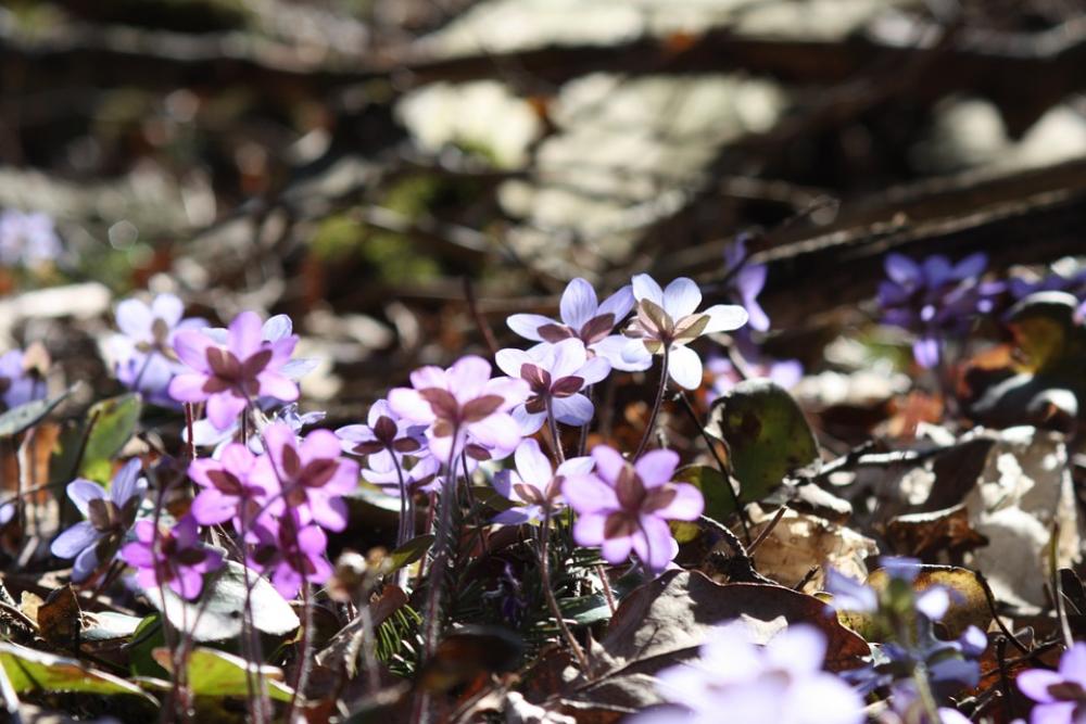 Hepatica Plant Flower Spring Spring Plant Hepatica Plant Flower Spring Spring Plant