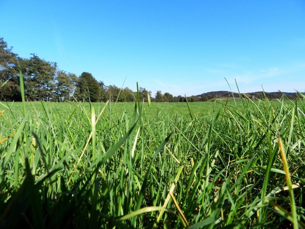 Herb Green Field Herb Green Field