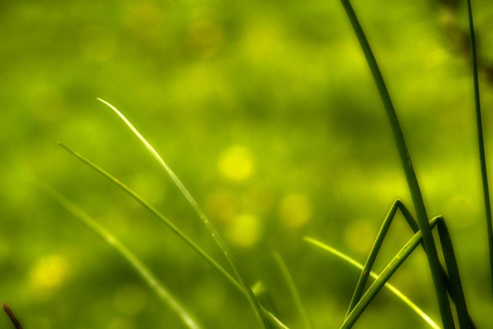 Herbs Green Nature Orchard Spring Leaves Herbs Green Nature Orchard Spring Leaves