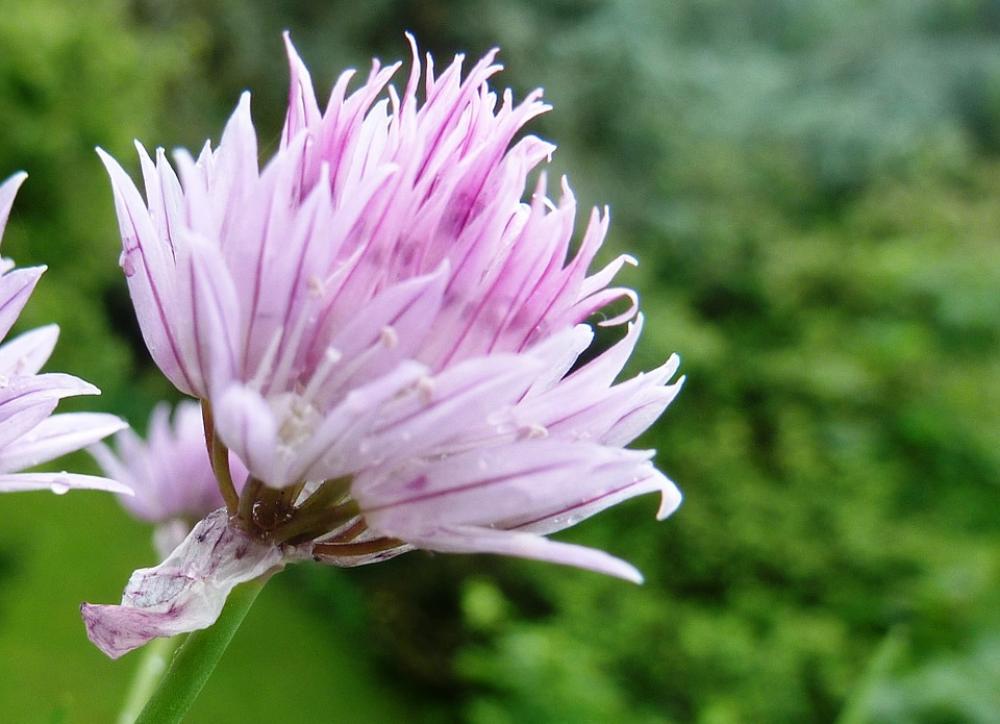 Herbs Plant Herbal Plant Chives Spice Garden Herbs Plant Herbal Plant Chives Spice Garden