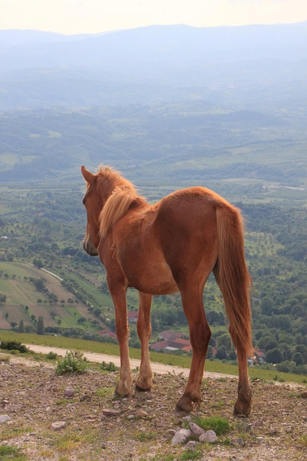 Herd Horses Landscape Mountains Panorama Animals Herd Horses Landscape Mountains Panorama Animals