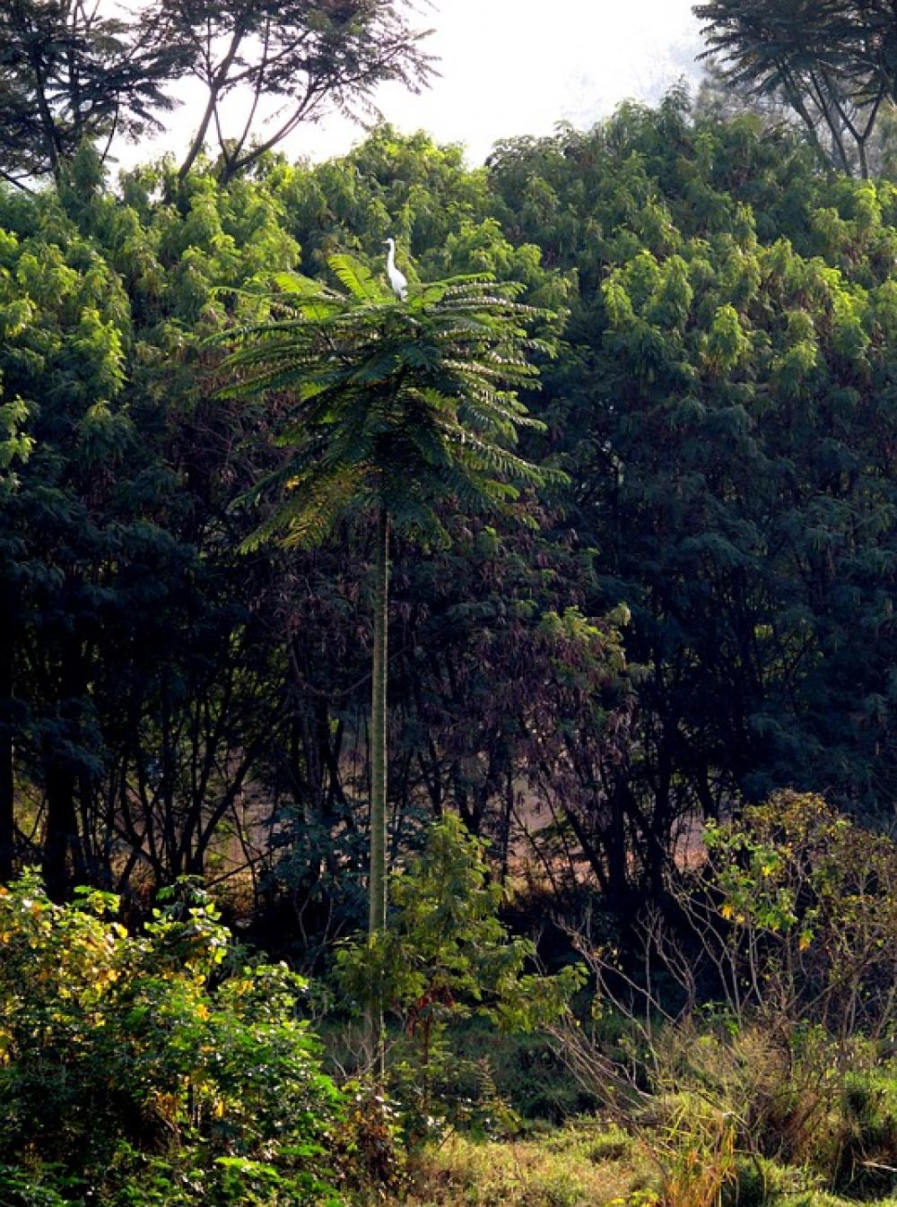 Heron Nature Bird Tropical Birds Encyclopedia Heron Nature Bird Tropical Birds Encyclopedia