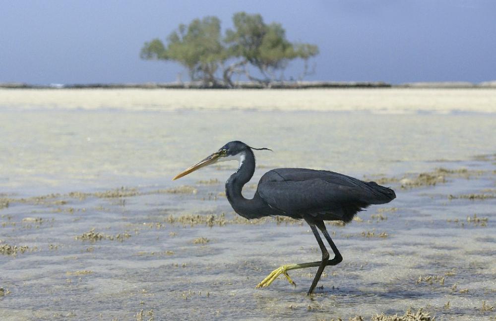 Heron Egypt Bird Black Animals Water Red Sea Heron Egypt Bird Black Animals Water Red Sea