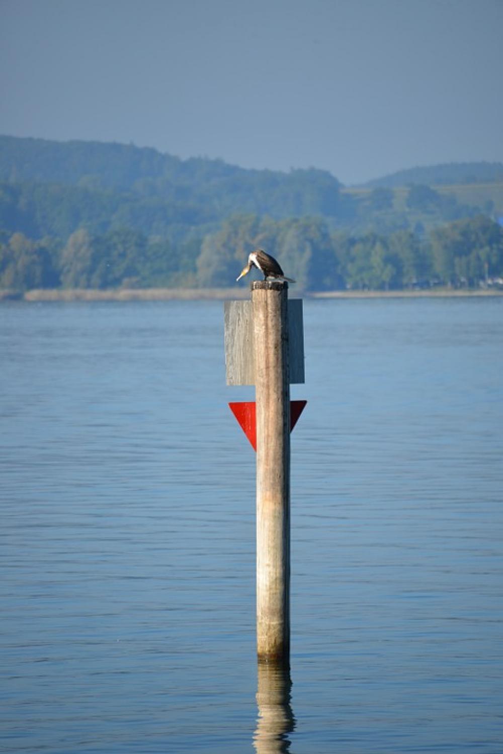 Heron Bird Lake Constance Lake View Lake Water Heron Bird Lake Constance Lake View Lake Water