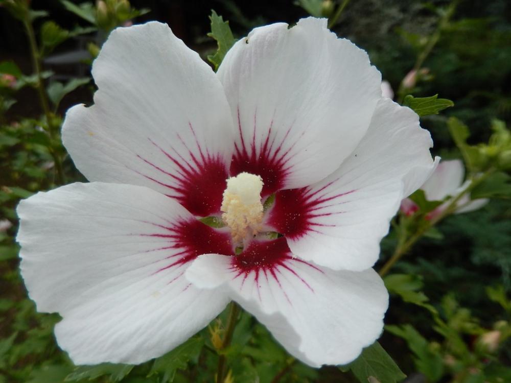 Hibiscus Flower Nature Hibiscus Flower Nature