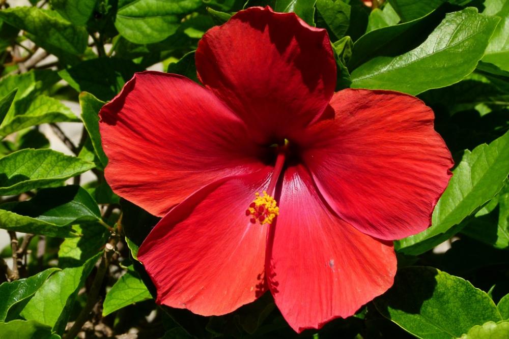 Hibiscus Blossom Bloom Red Close Up Mexico Hibiscus Blossom Bloom Red Close Up Mexico
