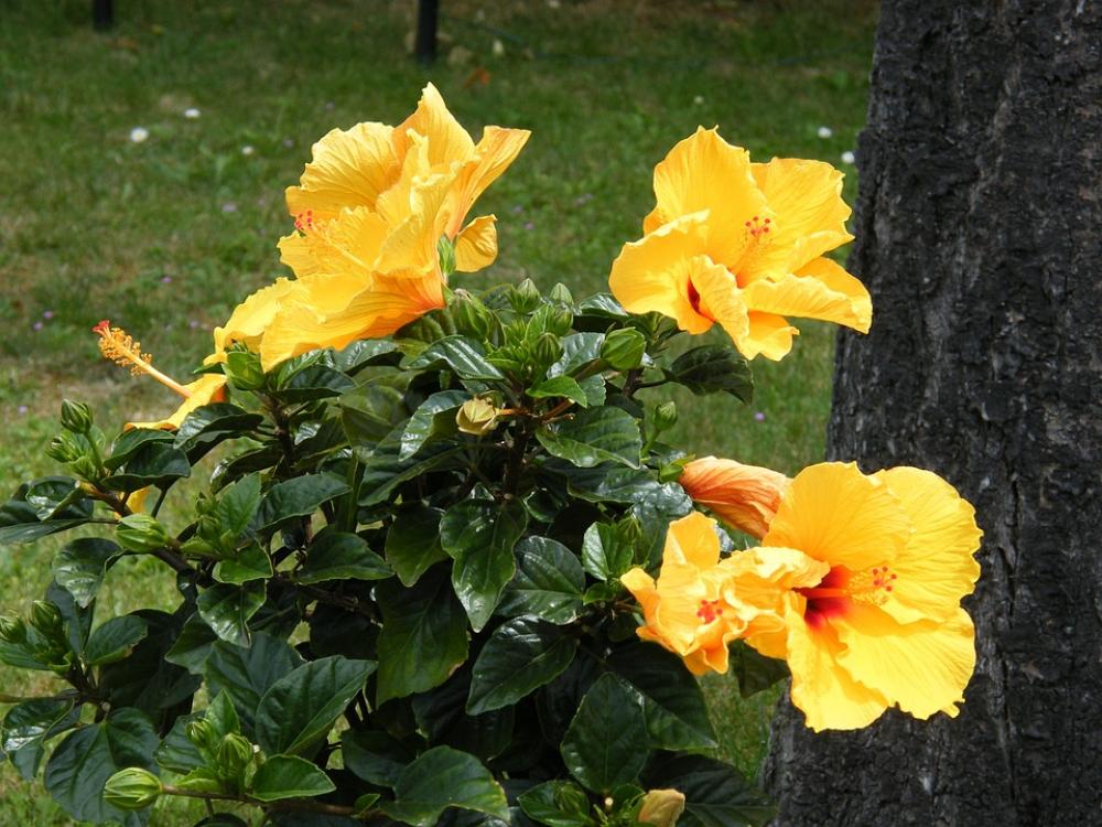 Hibiscus Yellow Spring Bloom Hibiscus Yellow Spring Bloom