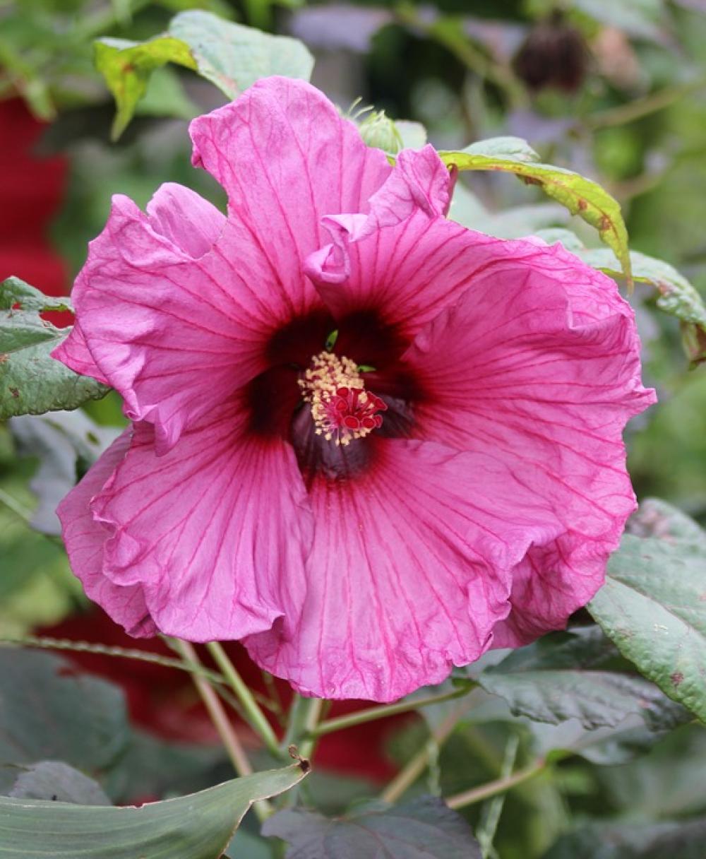 Hibiscus Plant Flower Hibiscus Plant Flower