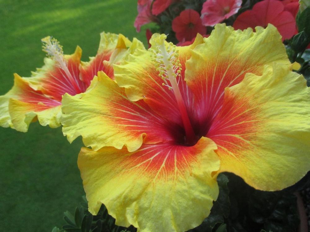Hibiscus Flowers Blossom Bloom Yellow Red Hibiscus Flowers Blossom Bloom Yellow Red
