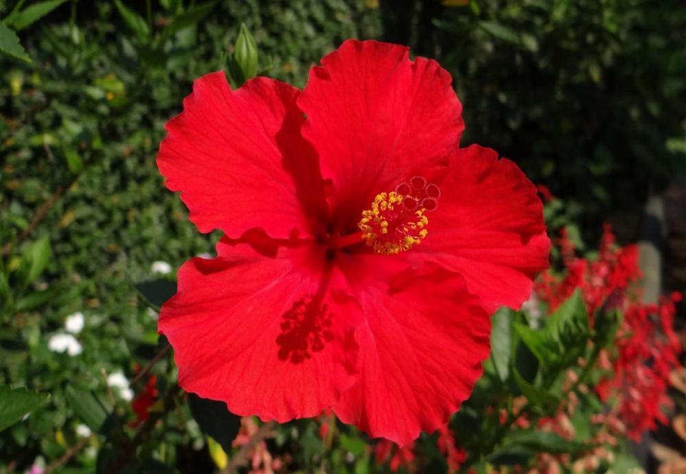 Hibiscus Red Flower Shoe Flower China Rose Dharwad Hibiscus Red Flower Shoe Flower China Rose Dharwad