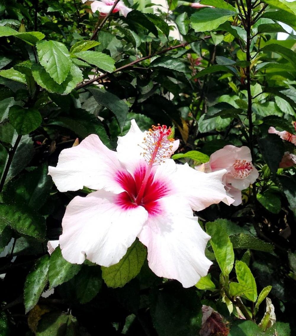 Hibiscus Pink Flower Nature Plant Floral Blossom Hibiscus Pink Flower Nature Plant Floral Blossom