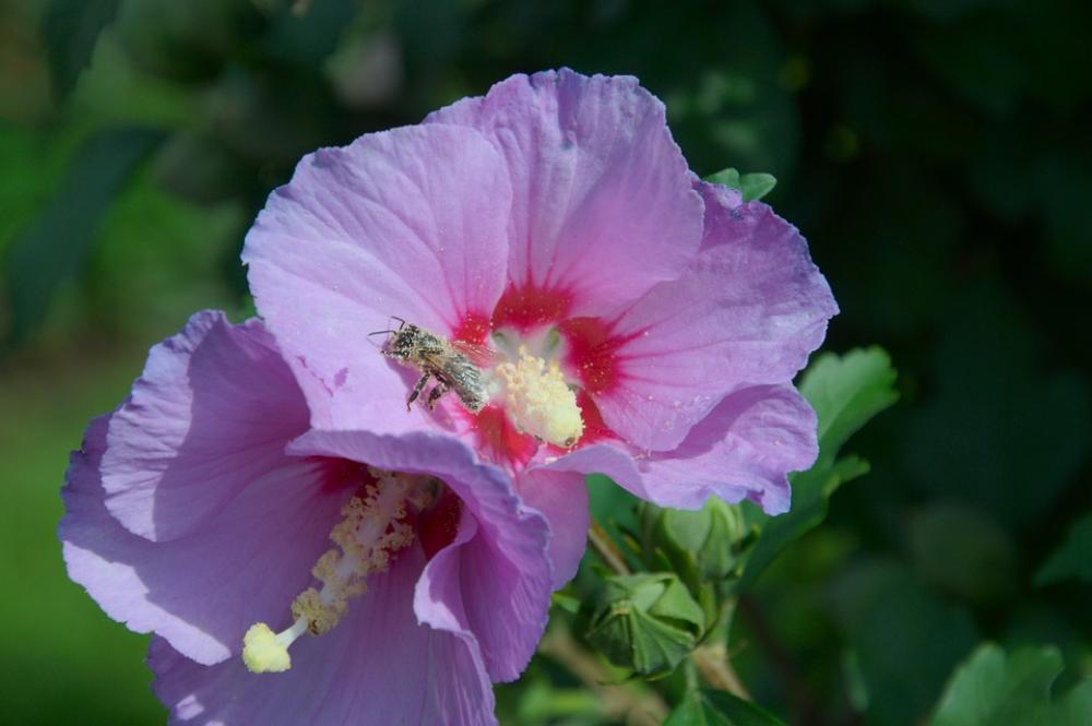 Hibiscus Bush Pollen Bee Hibiscus Bush Pollen Bee