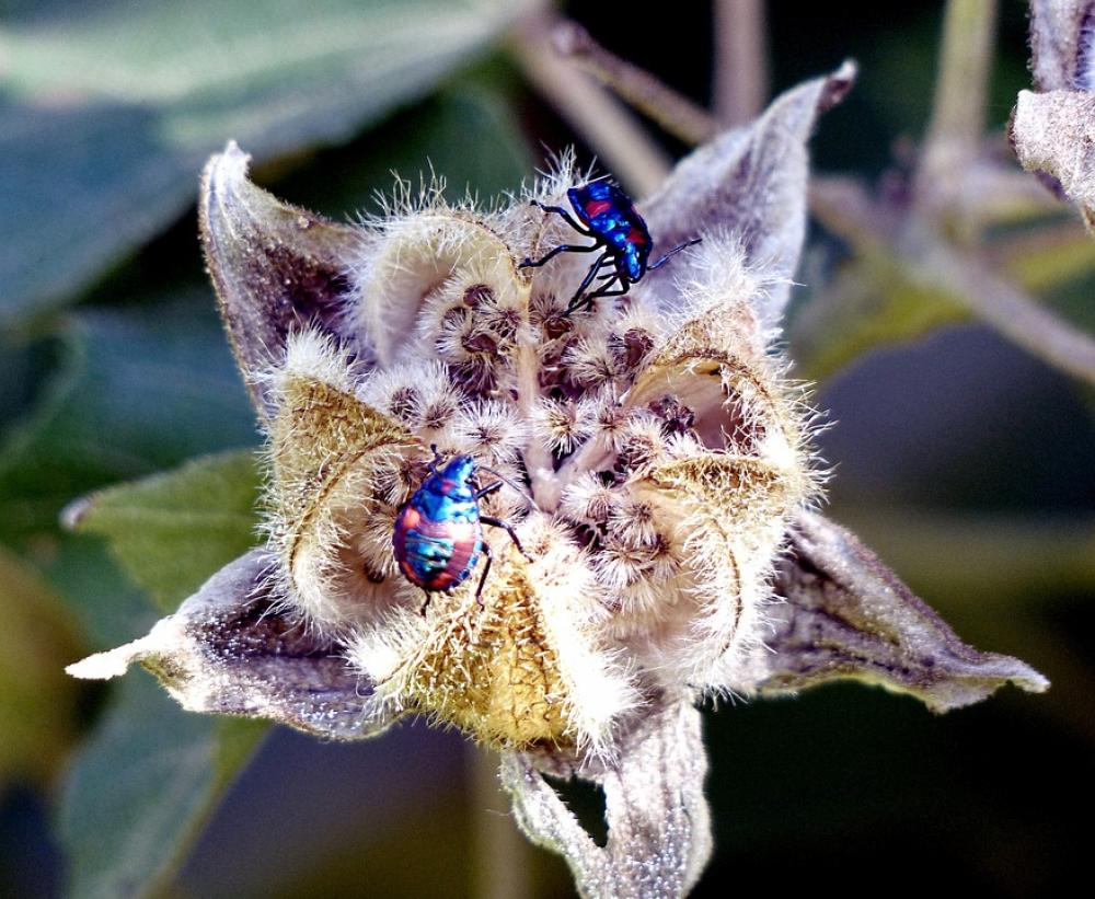 Hibiscus Harlequin Bugs Insects Close-Up Hibiscus Harlequin Bugs Insects Close-Up