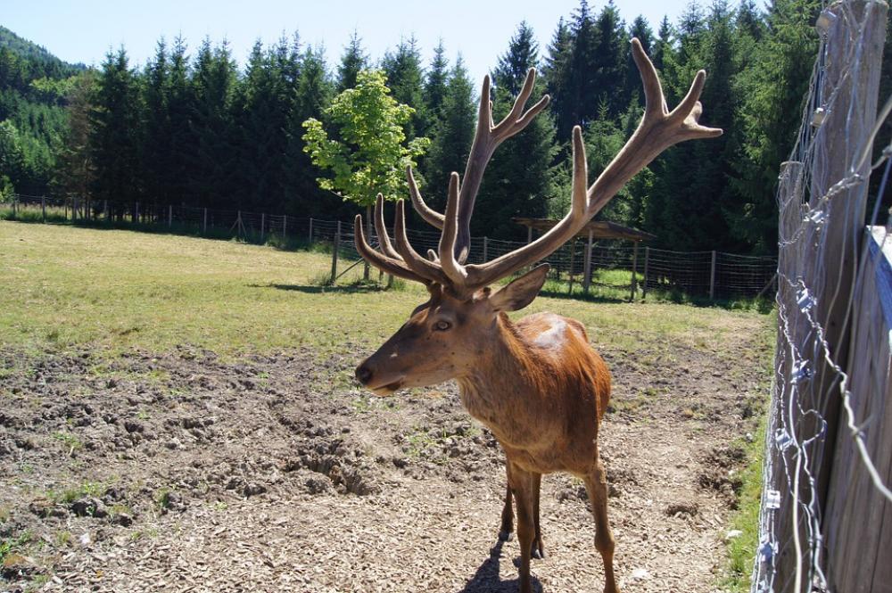 Hirsch Wild Animal Antler Hirsch Wild Animal Antler