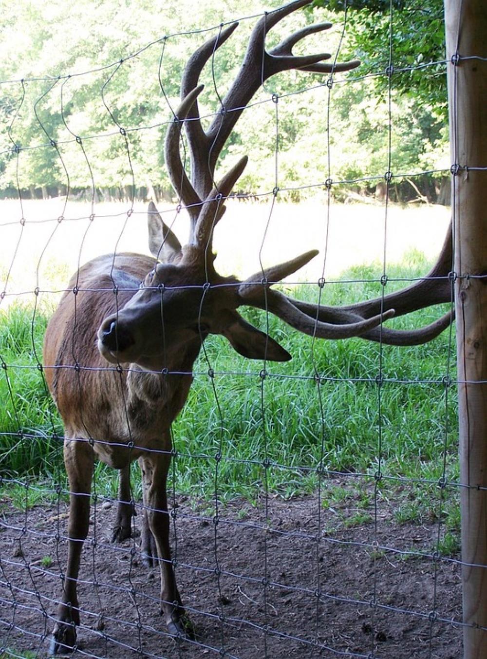 Hirsch Wild Antler Nature Hirsch Wild Antler Nature