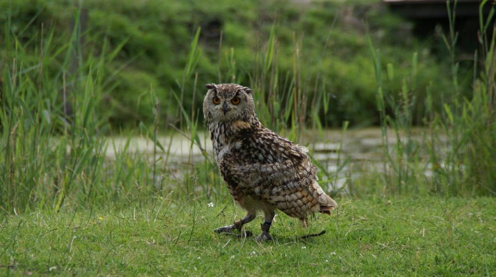 Hoenderdaell Rock Eagle Owl Owl Hoenderdaell Rock Eagle Owl Owl