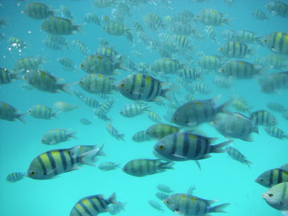 Vacations Egypt Sea Fish Vacations Egypt Sea Fish