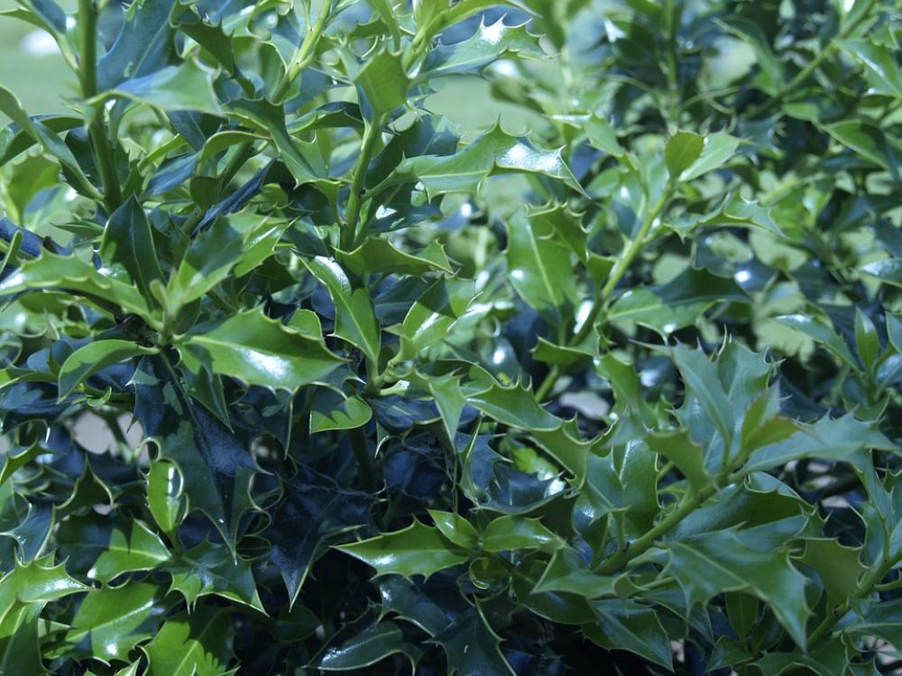 Holly Bush Garden Green Bush Holly Bush Garden Green Bush