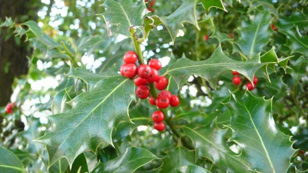 Holly Flowering Holly Flowering