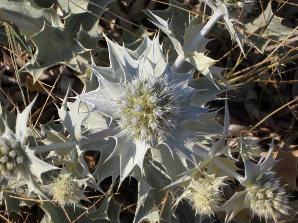 Holly Thistle Dune Vegetation Plant Prickly Holly Thistle Dune Vegetation Plant Prickly