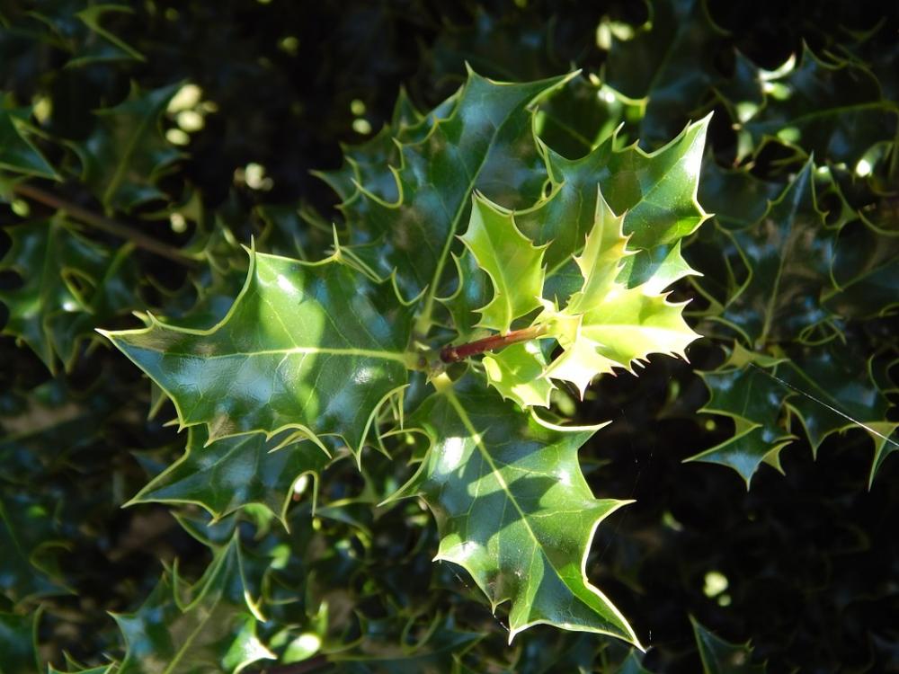 Holly Summer Spring Green Leaves Flora Garden Holly Summer Spring Green Leaves Flora Garden