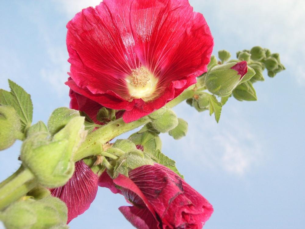 Hollyhock Blue Sky Button Red Hollyhock Blue Sky Button Red