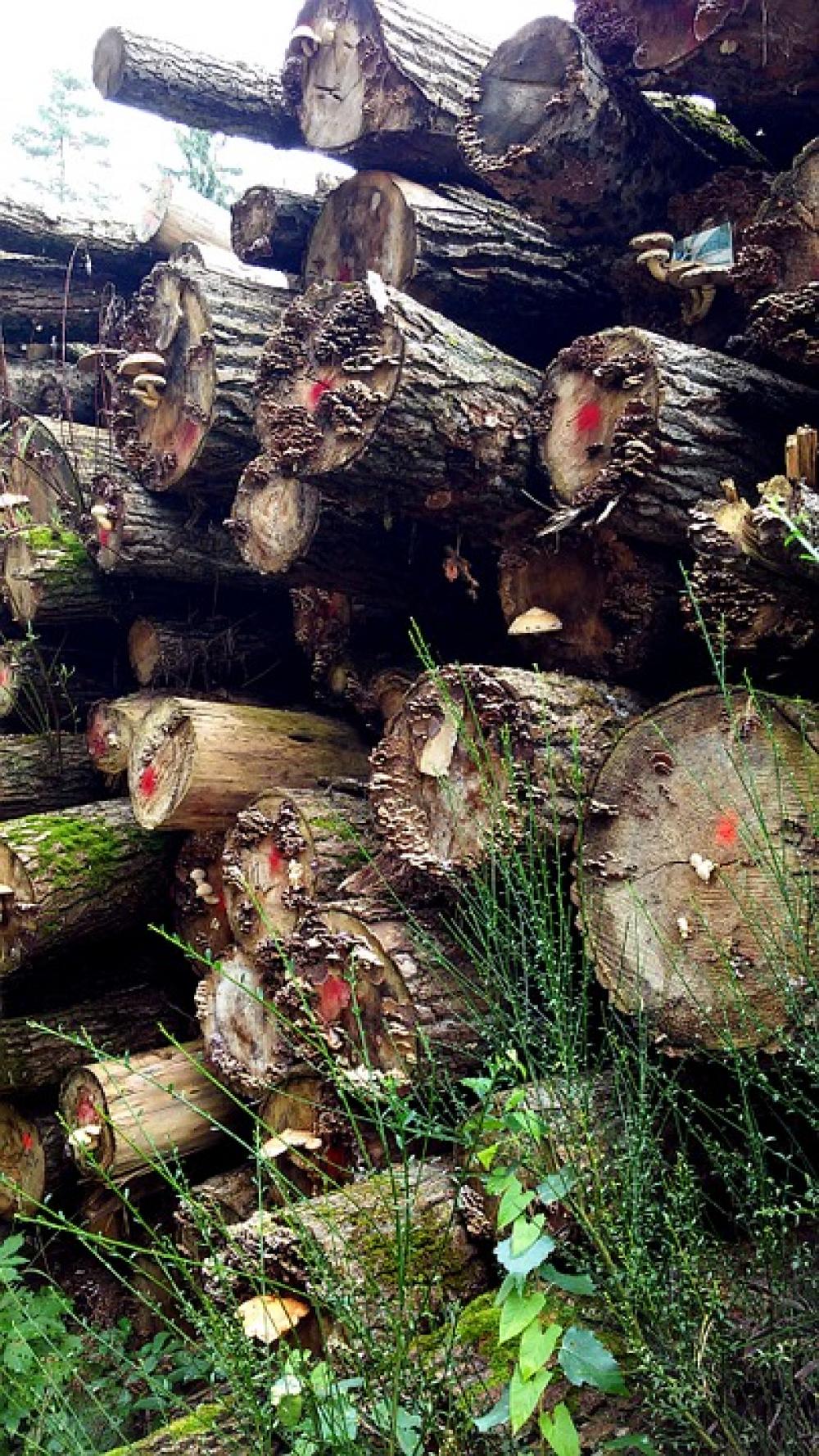 Holzstapel Tree Trunks Autumn Forest Nature Wood Holzstapel Tree Trunks Autumn Forest Nature Wood
