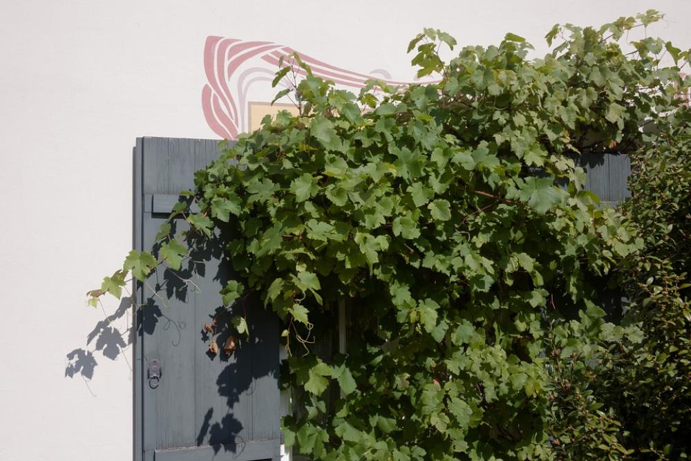 House Window Shutters Overgrown Wine Sun Wall House Window Shutters Overgrown Wine Sun Wall