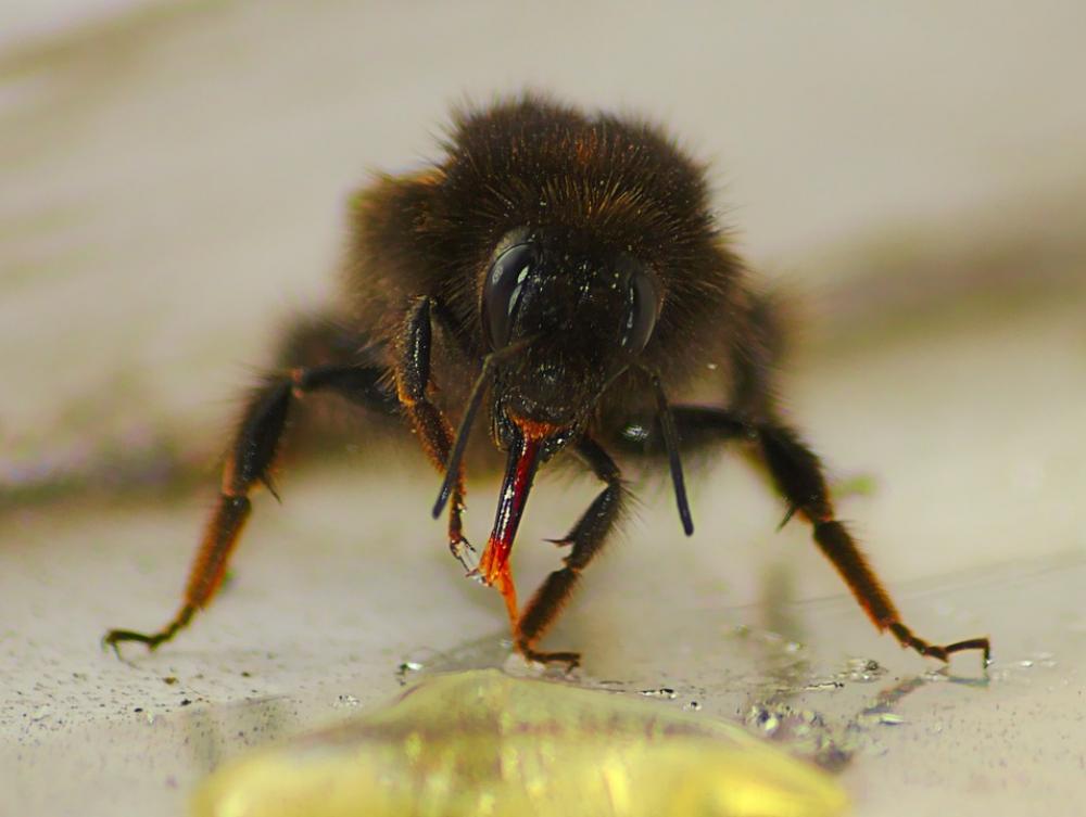 Honeybee Macro Honey Insect Bug Tongue Honeybee Macro Honey Insect Bug Tongue