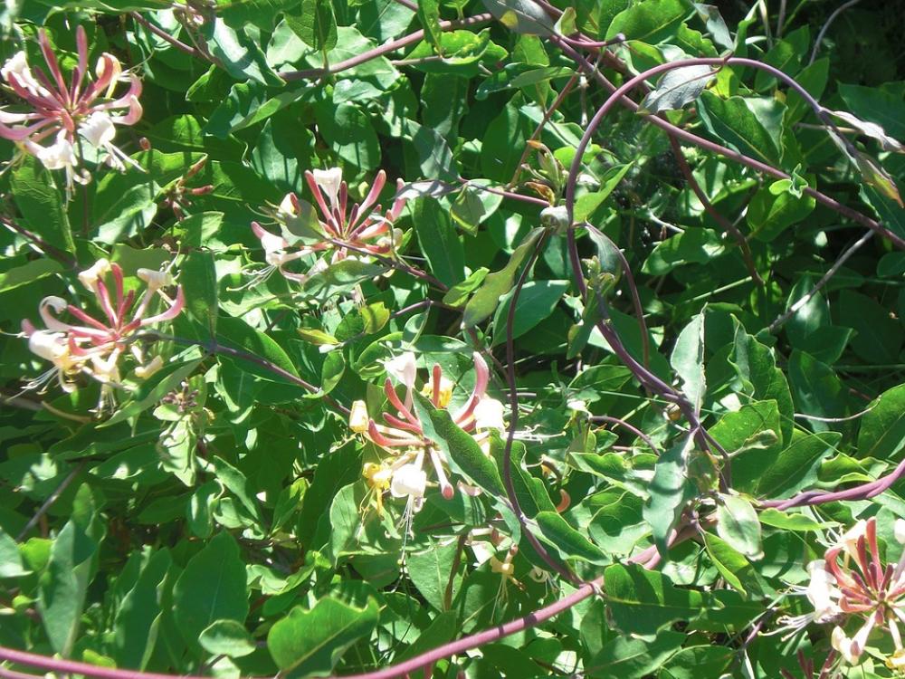 Honeysuckle Oerd Nature Honeysuckle Oerd Nature