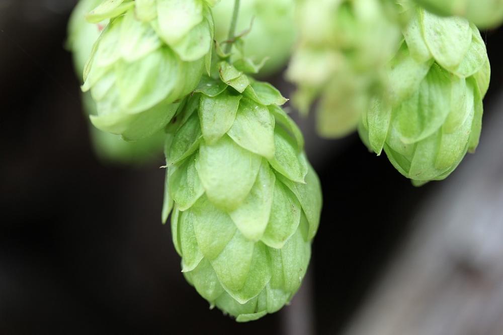 Hops Humulus Lupulus Climber Plant Umbel Hops Humulus Lupulus Climber Plant Umbel