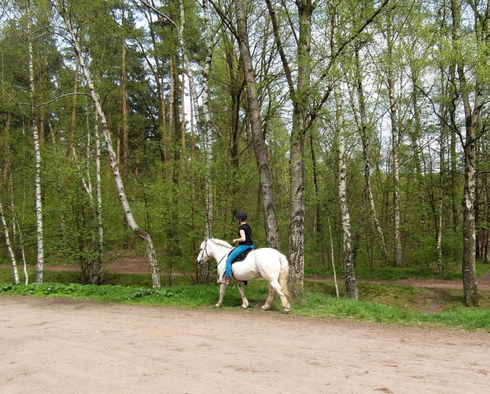Horse White Ride Equestrian Horse White Ride Equestrian