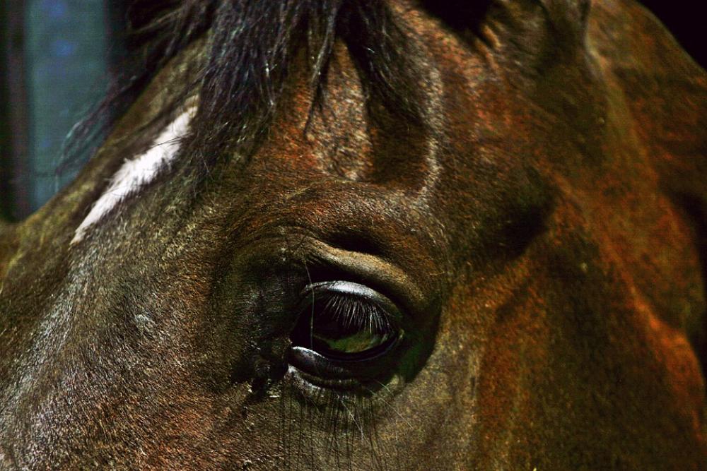 Horse Brown Horse Head Horse Eye Interested Animal Horse Brown Horse Head Horse Eye Interested Animal