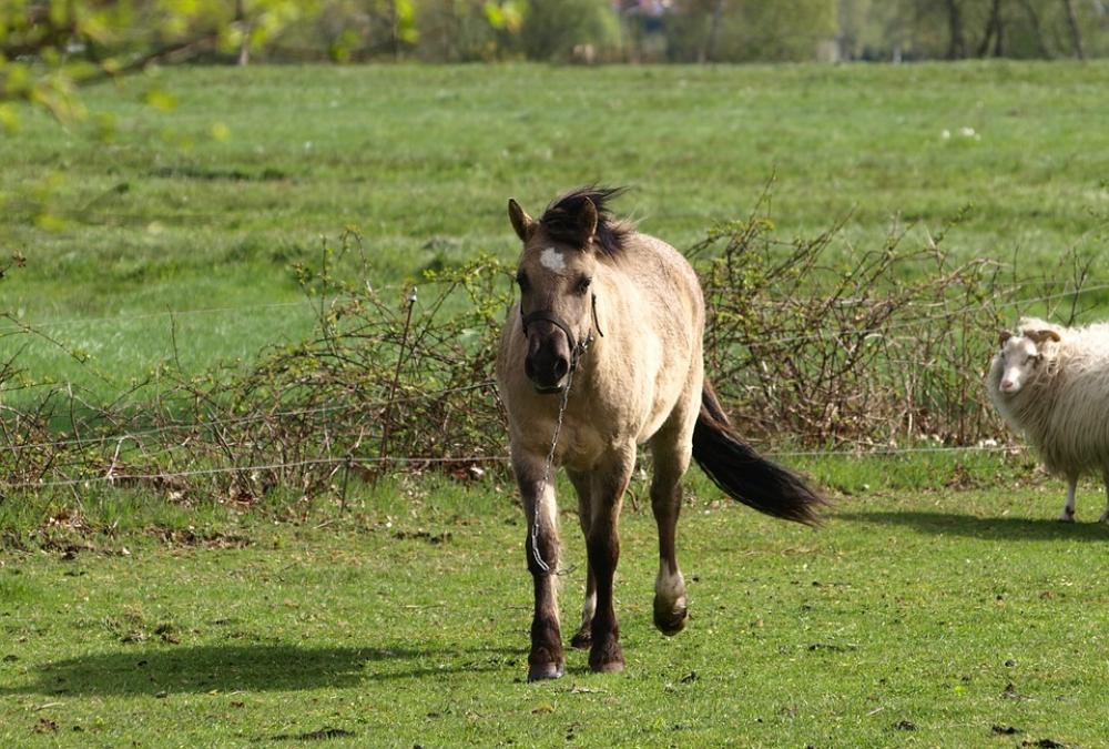 Horse Meadow Light Brown Pasture Horse Meadow Light Brown Pasture