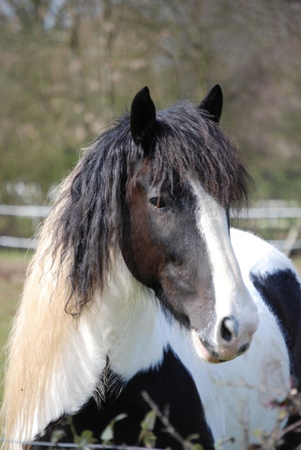 Horse Horse Head Countryside Piebald Horse Horse Head Countryside Piebald