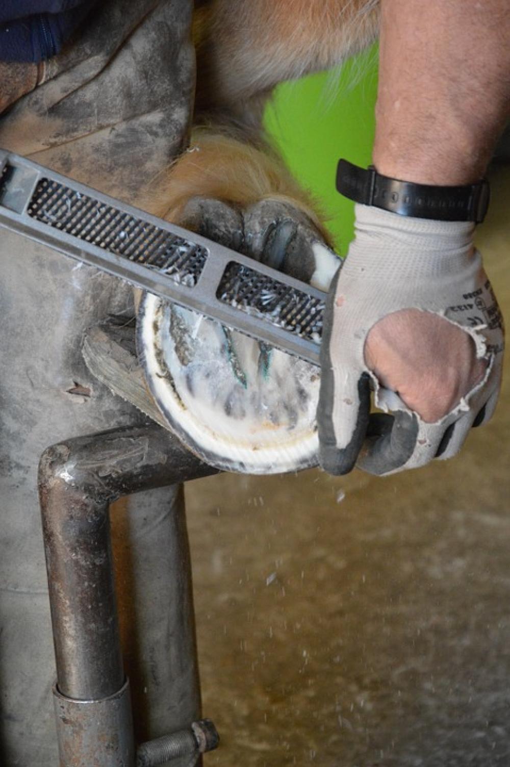 Horse Blacksmith Huf Horse Hoof Hoof Trimming Horse Blacksmith Huf Horse Hoof Hoof Trimming
