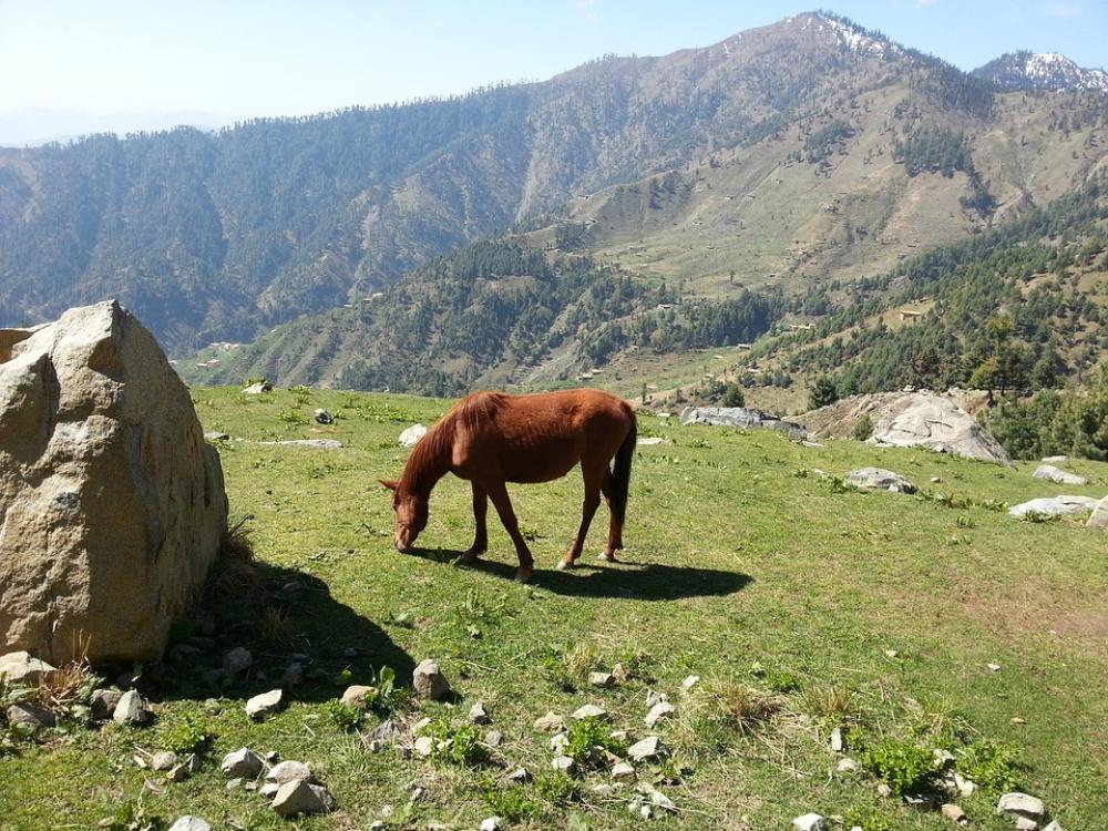 Horse Rock Grass Mountain Grazing Landscape Horse Rock Grass Mountain Grazing Landscape