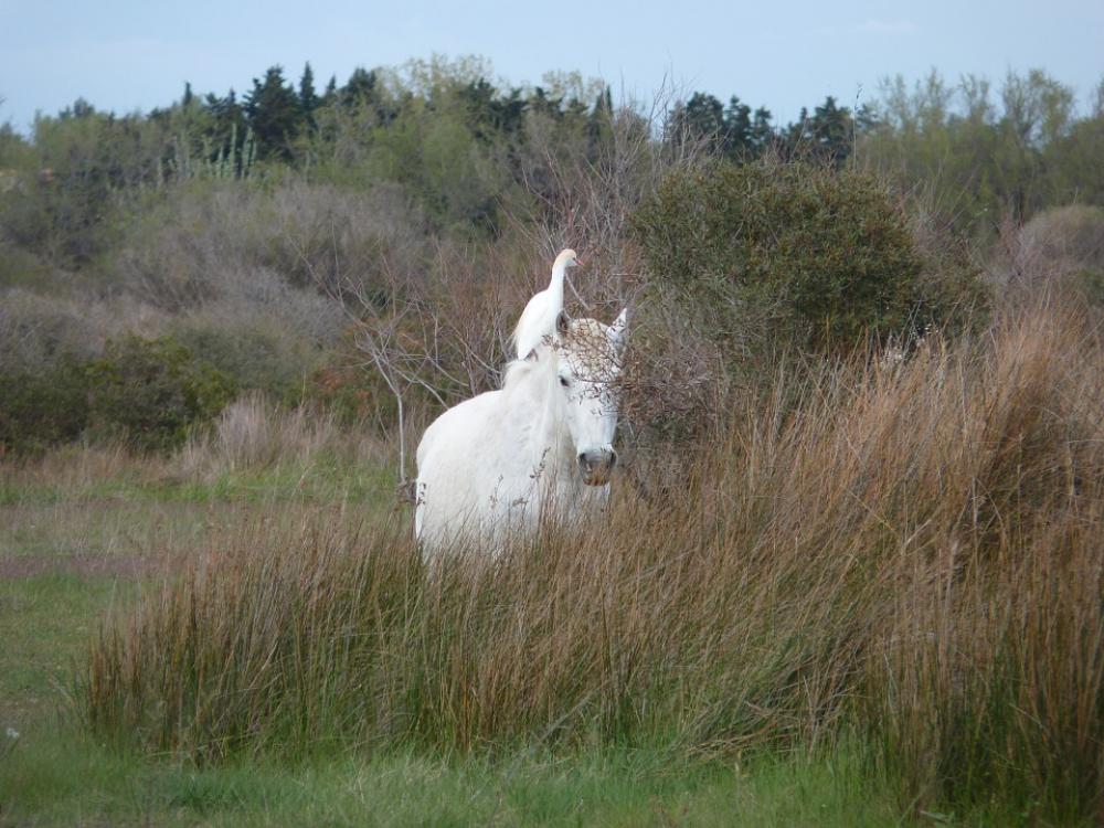 Horse Bird Animals Nature Horse Bird Animals Nature