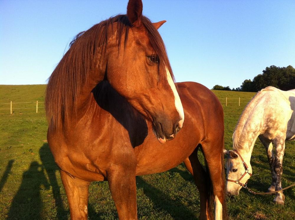 Horse Field Equestrian Equine Nature Farm Mare Horse Field Equestrian Equine Nature Farm Mare