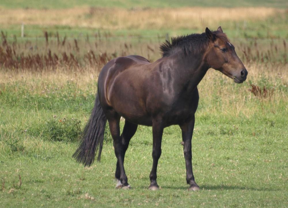 Horse Meadow Nature Animal Grass Pasture Mammal Horse Meadow Nature Animal Grass Pasture Mammal