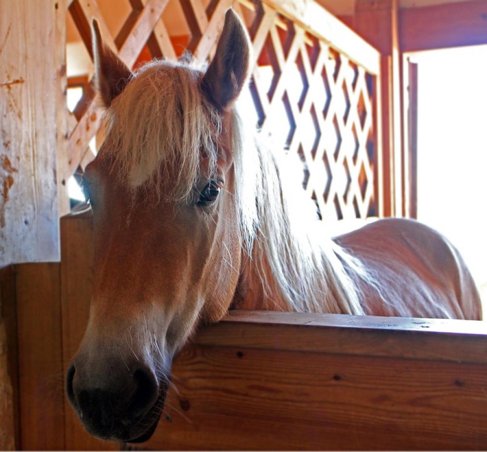 Horse Pony Head Horse Head Portrait Close Up Face Horse Pony Head Horse Head Portrait Close Up Face
