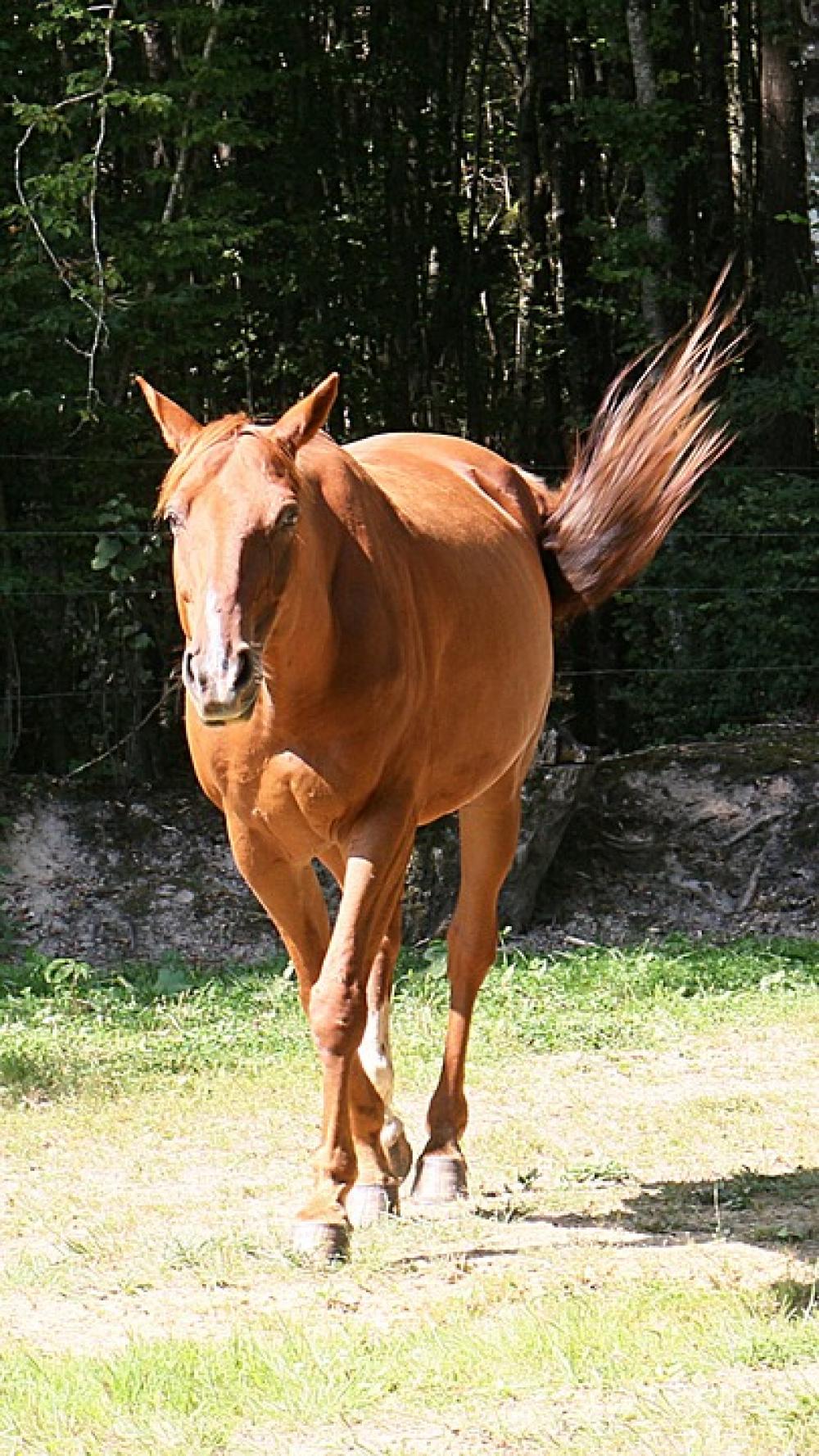 Horse Trot Trotter Animals Horseback Riding Pre Horse Trot Trotter Animals Horseback Riding Pre