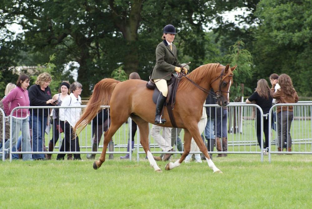 Horse Riding Showing Ridden Arab Chestnut Arab Horse Riding Showing Ridden Arab Chestnut Arab