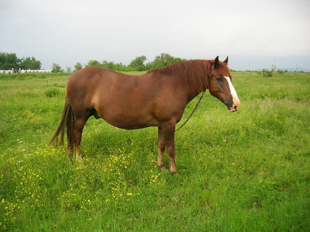 Horse Animal Stallion Field Horse Animal Stallion Field