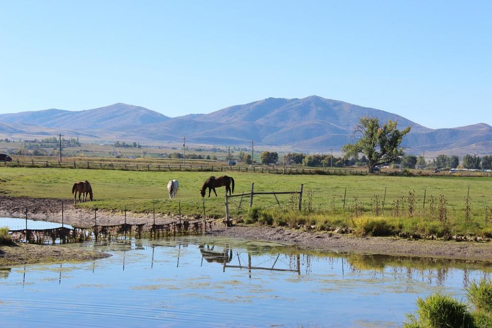 Horse Ranch Rural Farm Animal Brown Mare Pasture Horse Ranch Rural Farm Animal Brown Mare Pasture