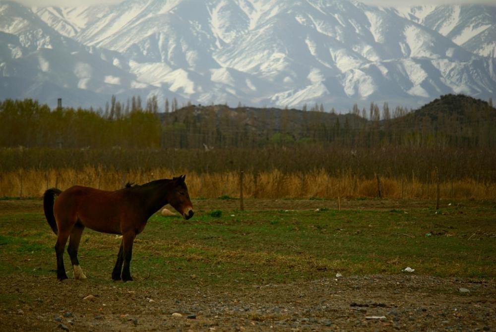 Horse Mountain Field Landscape Mountains Winter Horse Mountain Field Landscape Mountains Winter