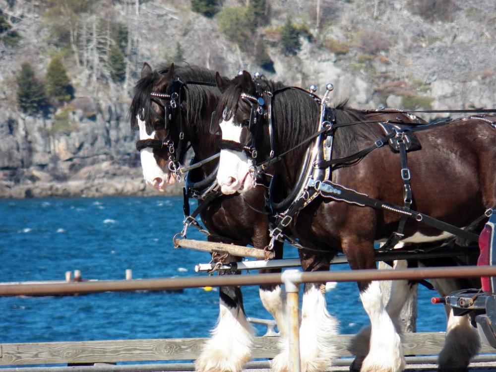 Horse Horses Team Of Horses Pier Dock Ocean Sea Horse Horses Team Of Horses Pier Dock Ocean Sea